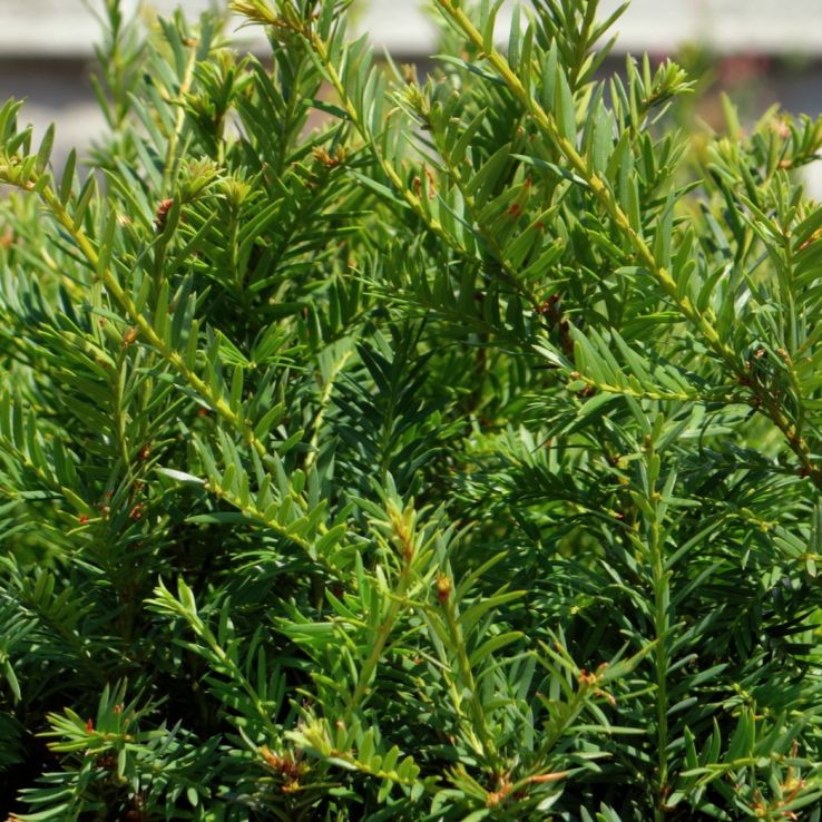 Taxus Baccata - English Yew - Large circa 100-120cm tall bushy plants