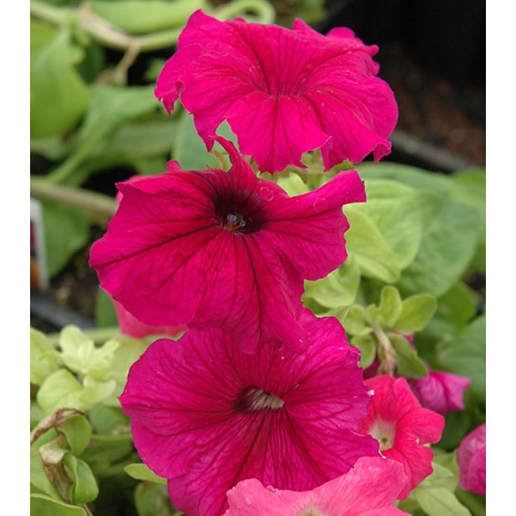 Petunia Ultra Plum main product photo