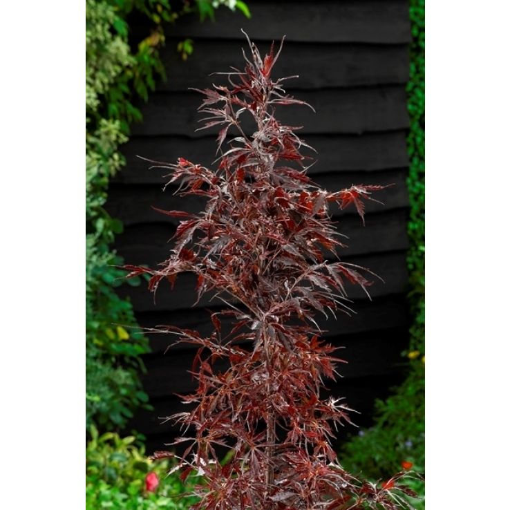 fargesia murieliae simba Bambus Simba (Fargesia murieliae 'Simba') | 60-80 cm im Topf