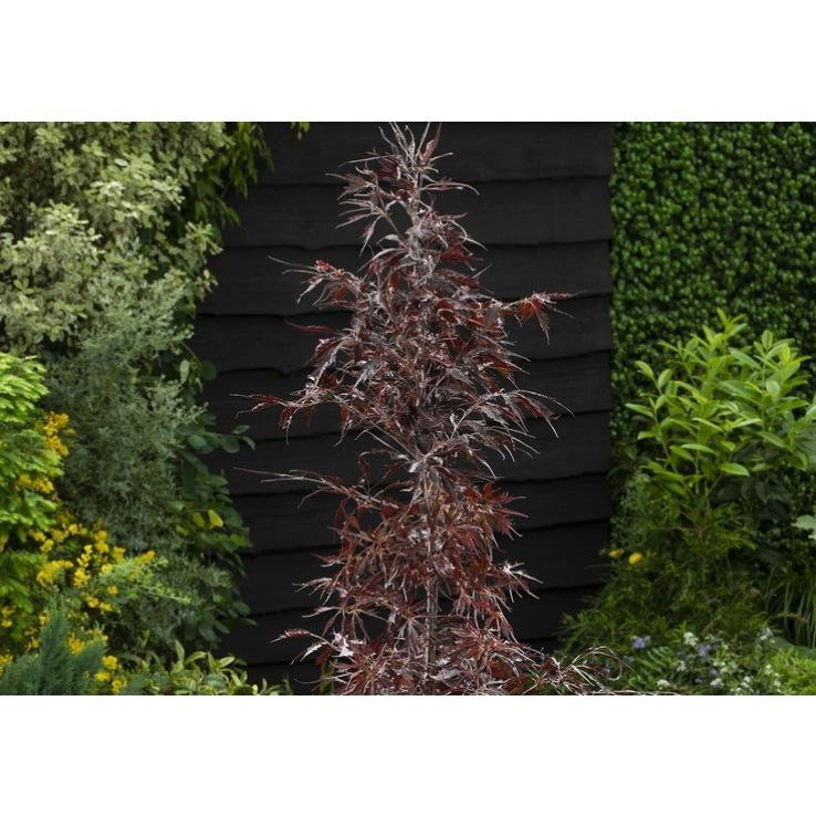 Fagus sylvatica Midnight Feather - Large Specimen - circa 220-250cm