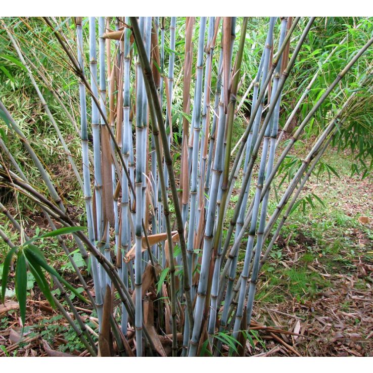 Fargesia papyrifera BLUE DRAGON - Blue Stem Clumping Umbrella Bamboo