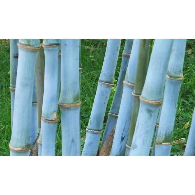 Fargesia papyrifera BLUE DRAGON - Blue Stem Clumping Umbrella Bamboo