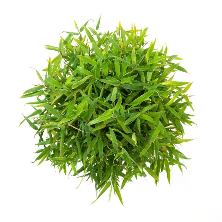 Fargesia murieliae Moontears Boobux