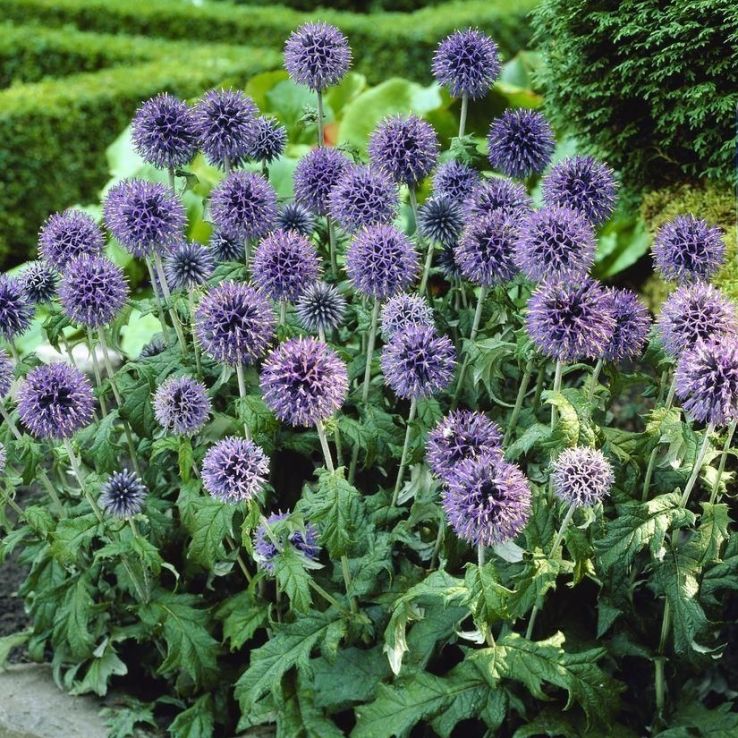 Echinops bannaticus 'Blue Globe' main product photo