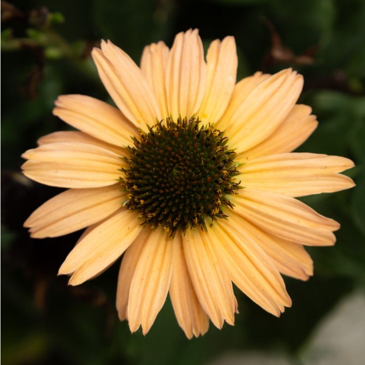 Echinacea purpurea Meditation Lime - Cone Flower Plants - In Bud & Bloom main product photo