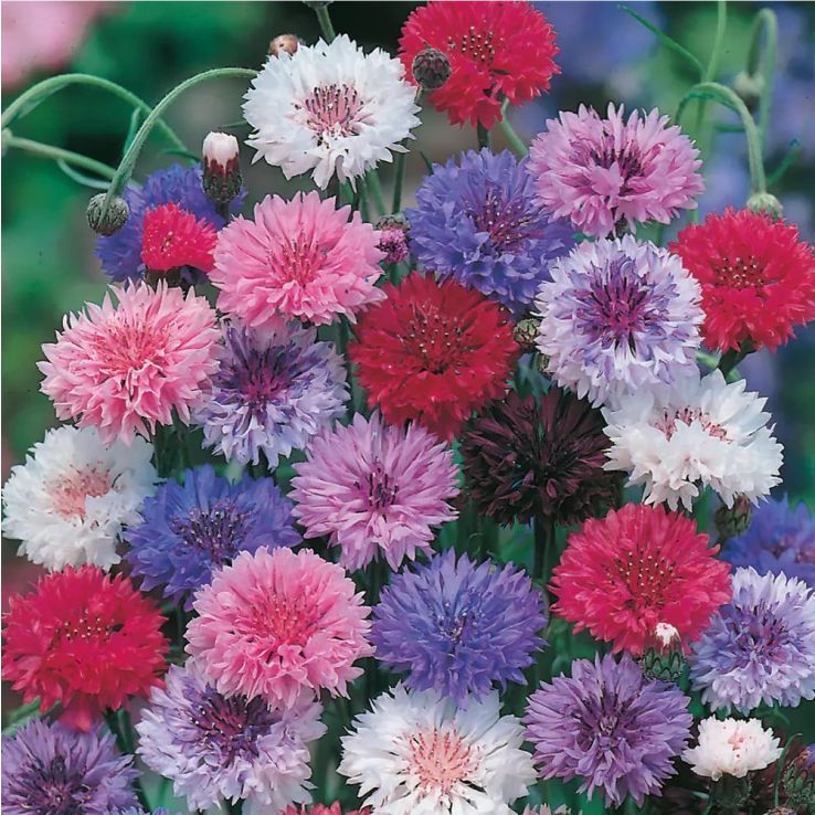 Centaurea cyanus Ball Formula Mix - Cornflower main product photo