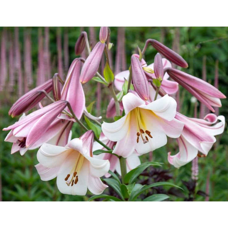 Giant Skyscraper Towering Tree-like Lily EASTERN MOON - Lily Bulb main product photo