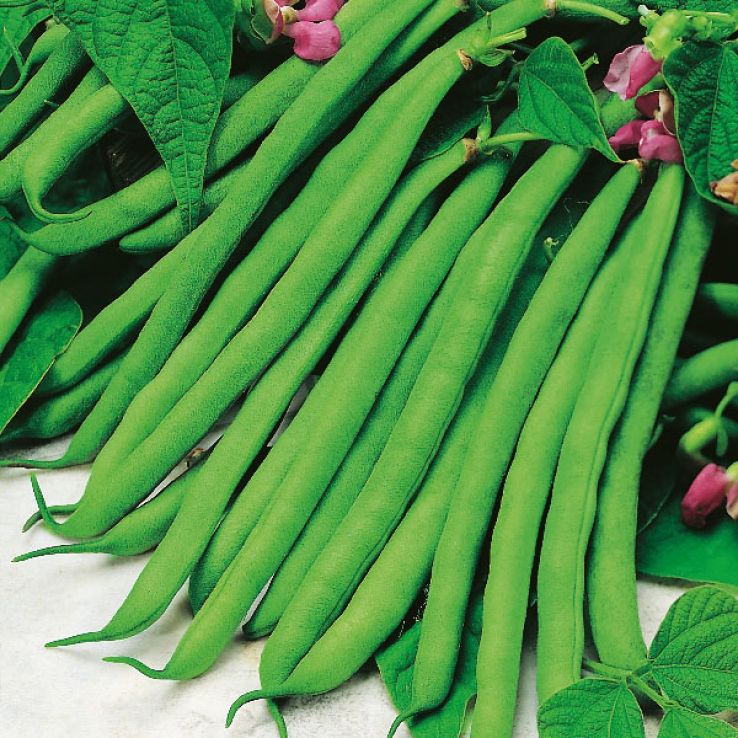 French Bean Cannellino main product photo