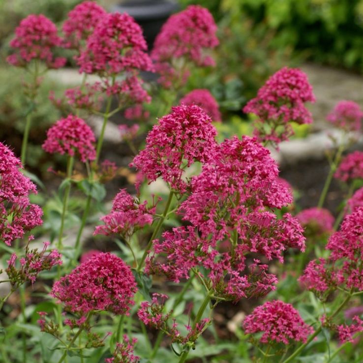 Centranthus Ruber Pretty Betsy - Valerian main product photo