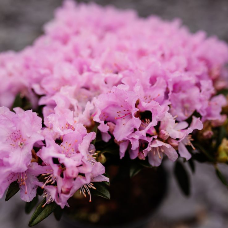 Rhododendron Robert Seleger