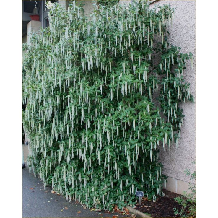 Garrya elliptica James Roof - Silk-tassel Bush - LARGE Plant