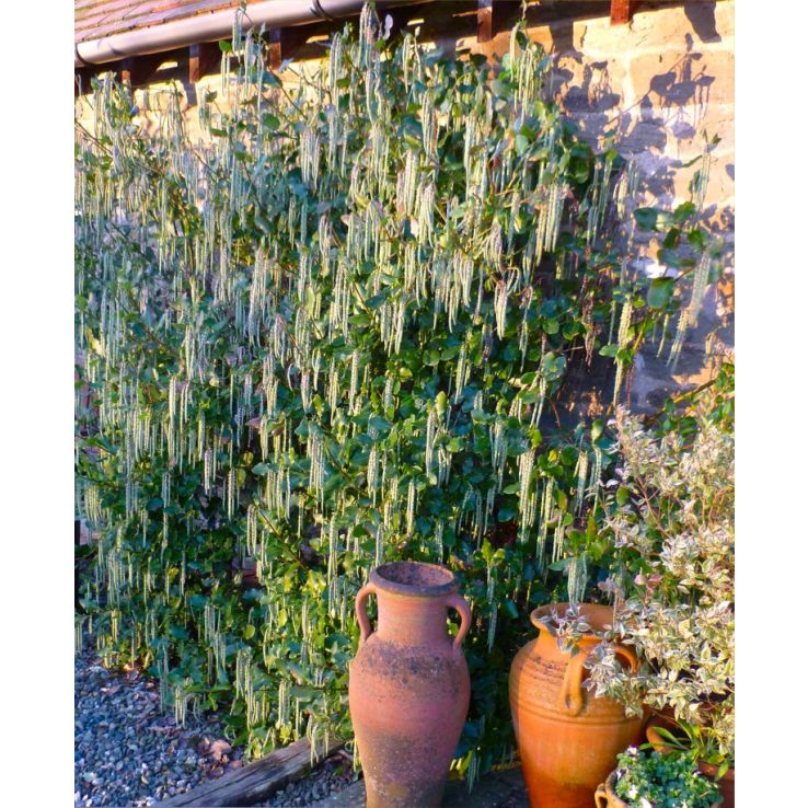 Garrya elliptica James Roof - Silk-tassel Bush - LARGE Plant