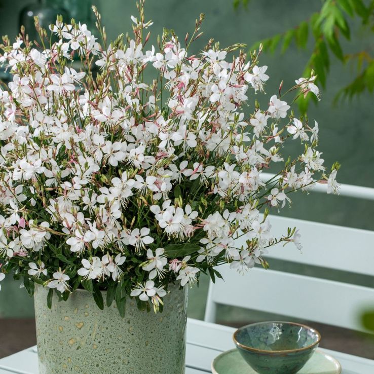 Gaura lindheimeri 'Gaudi White' - In Bud & Bloom main product photo