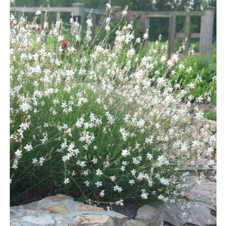 Gaura lindheimeri The Bride - 'Whirling Butterflies' Plant