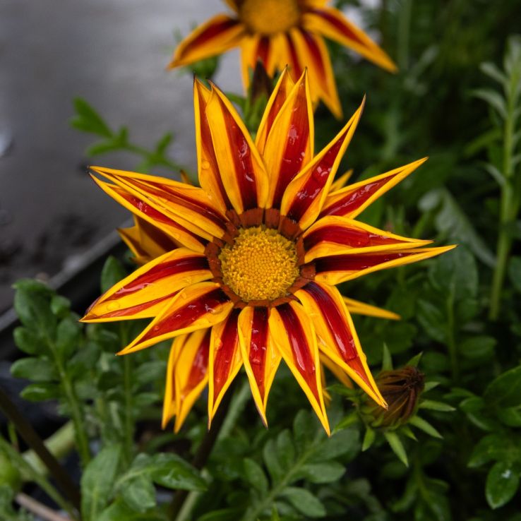 Gazania Yellow Flame - Sun Daisy main product photo