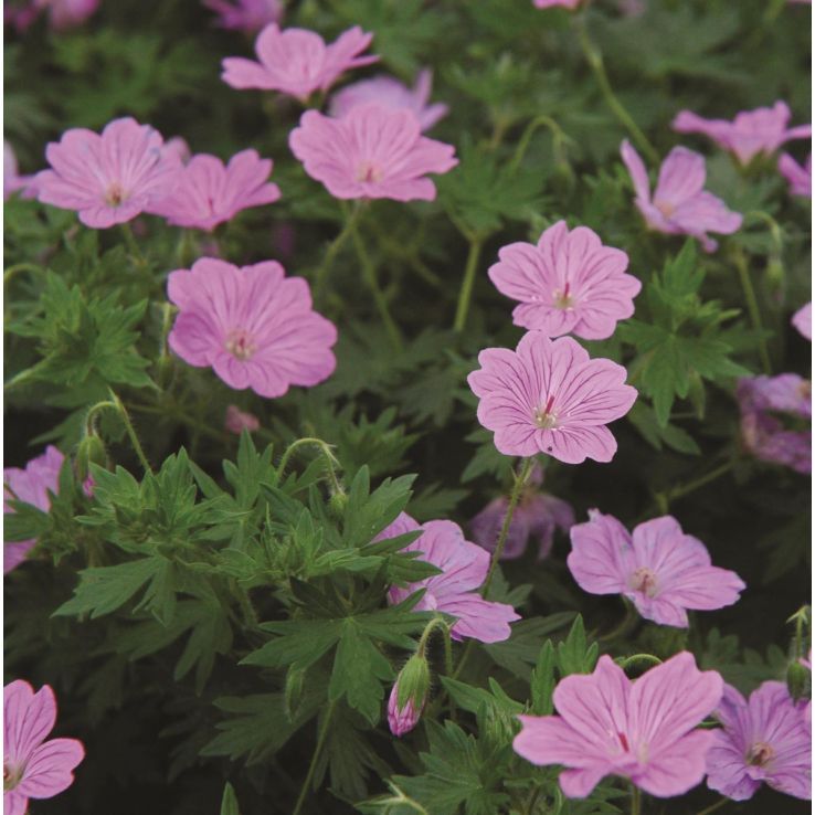Geranium 'Blushing Turtle' main product photo