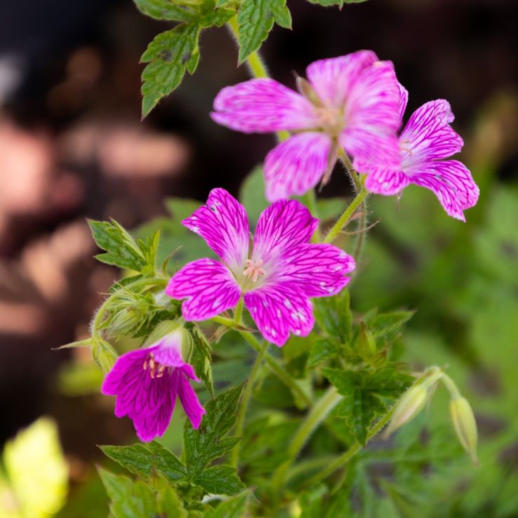 Geranium x oxonianum 'Miss Heidi' main product photo