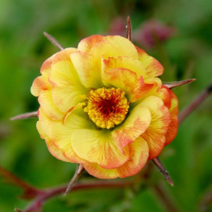 Geum Cocktail Tequila Sunrise main product photo