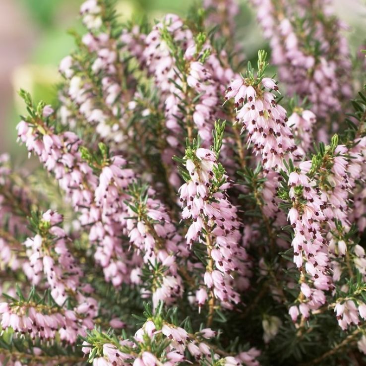 Erica x darleyensis 'Ghost Hills' main product photo