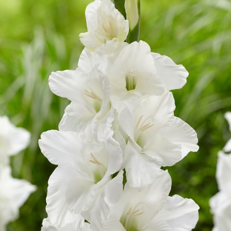 Gladiolus White - Pack of 7 main product photo