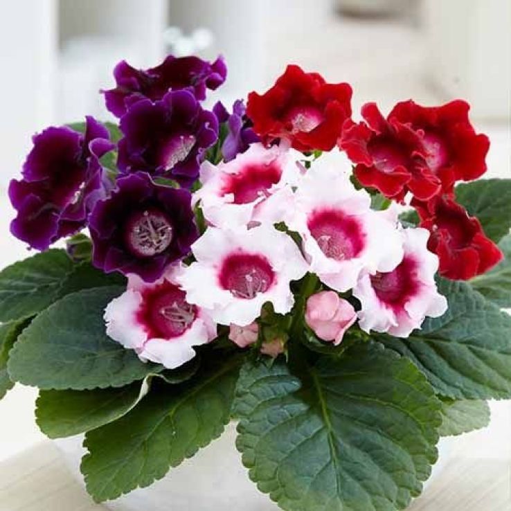 Gloxinia Plant - Large Flowered Sinningia Avanti - In Bud & Bloom main product photo