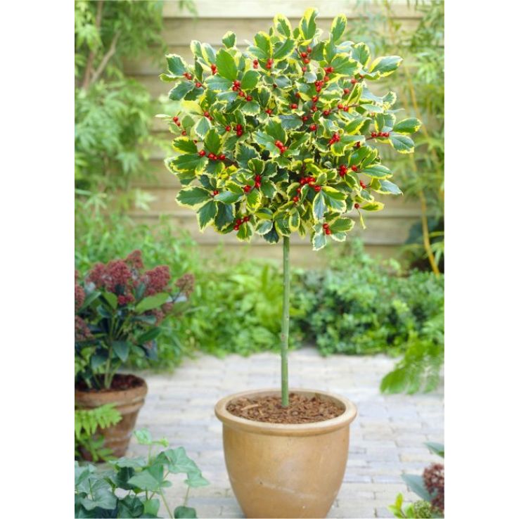 Ilex Golden King - Standard Holly Tree - circa 110cm tall main product photo