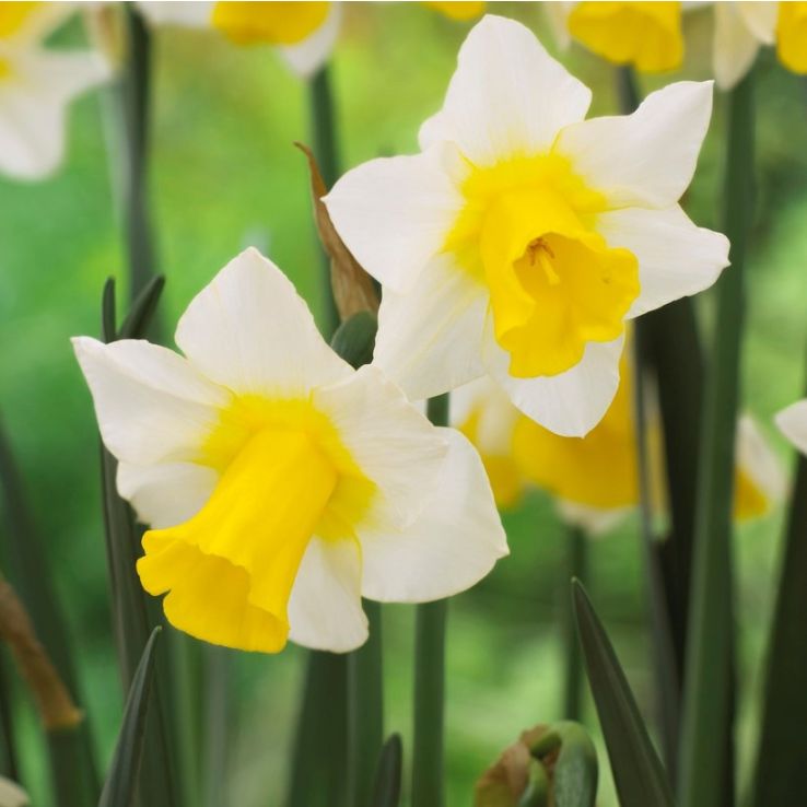 Narcissus Golden Echo - Fragrant Daffodil - Pack of 10 Bulbs main product photo