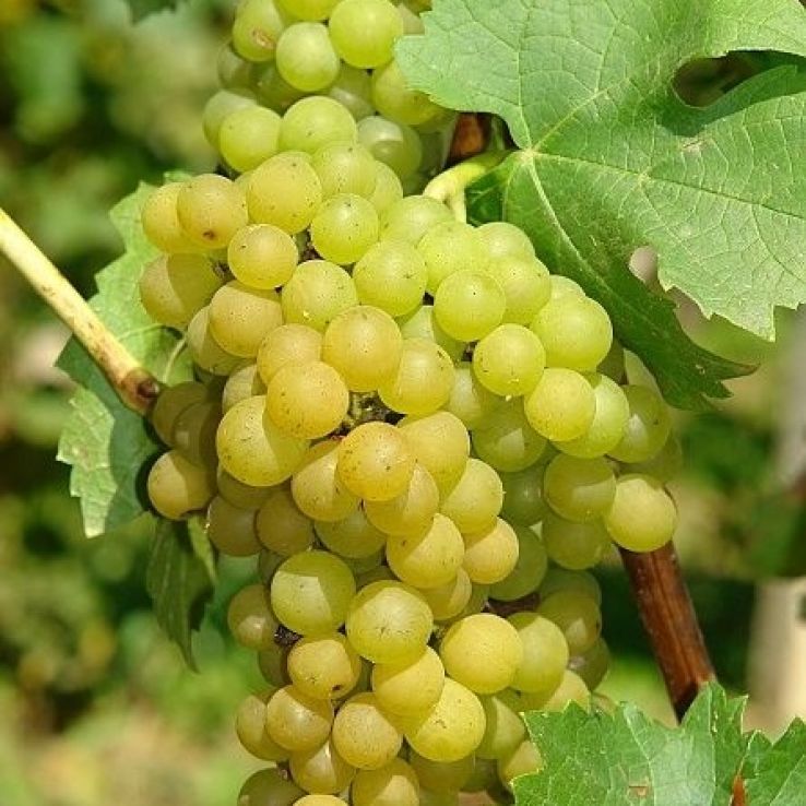 Vitis Vroege Van Der Laan - White Grape main product photo