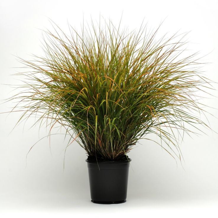 Anemanthele Sirocco - Pheasant's Tail Grass main product photo