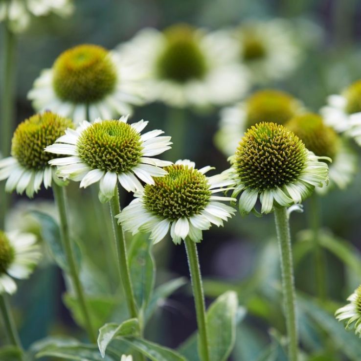 Echinacea Green Jewel - Coneflower