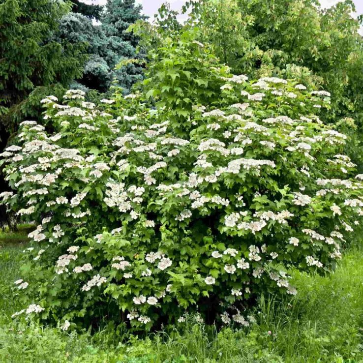 Viburnum Opulus - Snowball Bush - Bare Root Hedging 60-80cm - Pack of 12