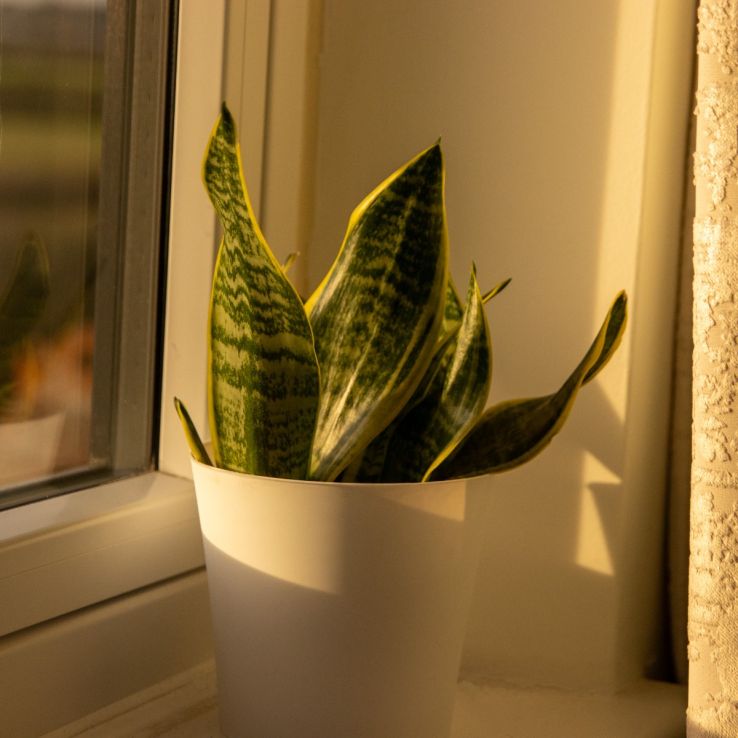 Variegated Snake Plant - Sansevieria - 30-50cm main product photo