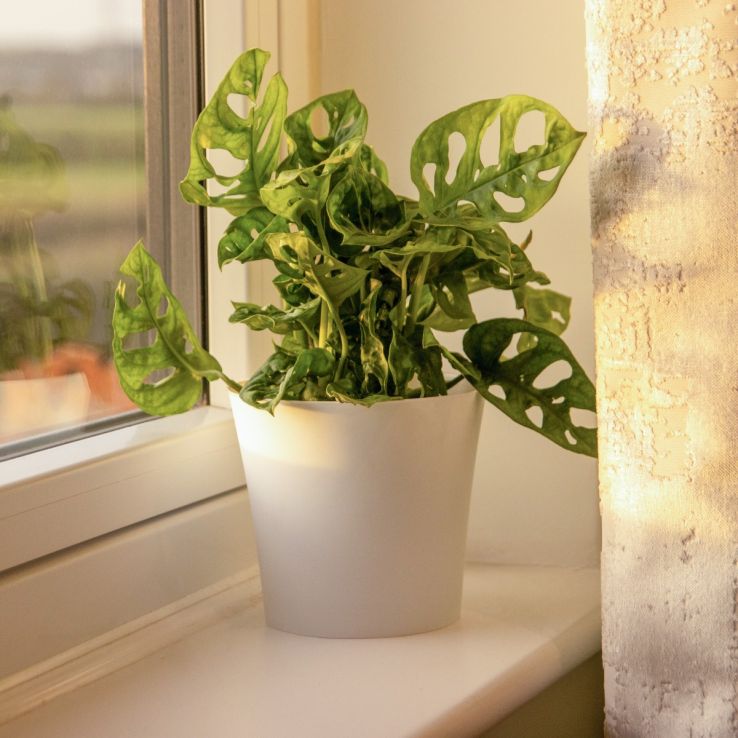 Monstera adansonii Monkey Mask - Swiss Cheese Plant main product photo