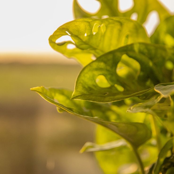 Monstera adansonii Monkey Mask - Swiss Cheese Plant