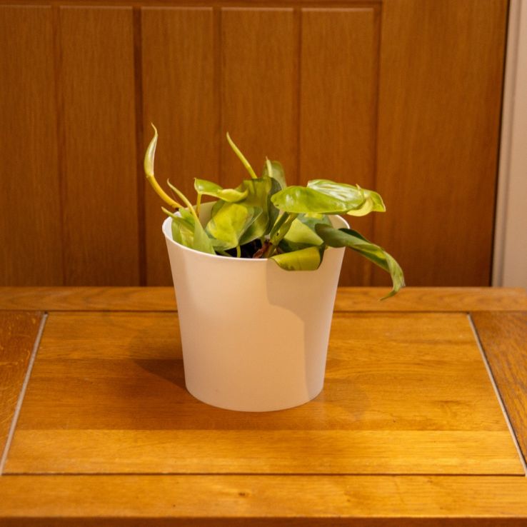 buy pink princess philodendron singapore Philodendron Pink Princess (with coco stick)