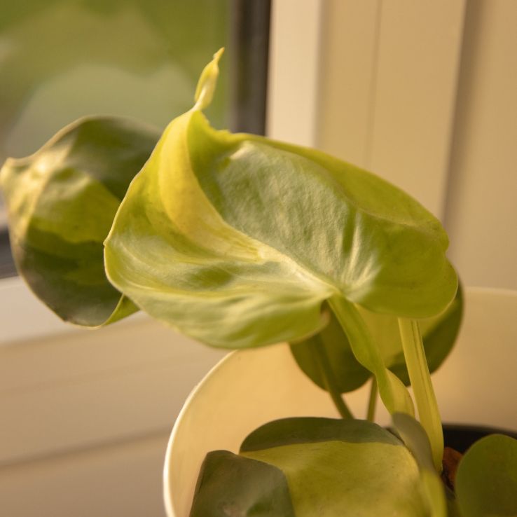 black gold philodendron uk Extra Large Philodendron Melanochrysum  Happy Houseplants
