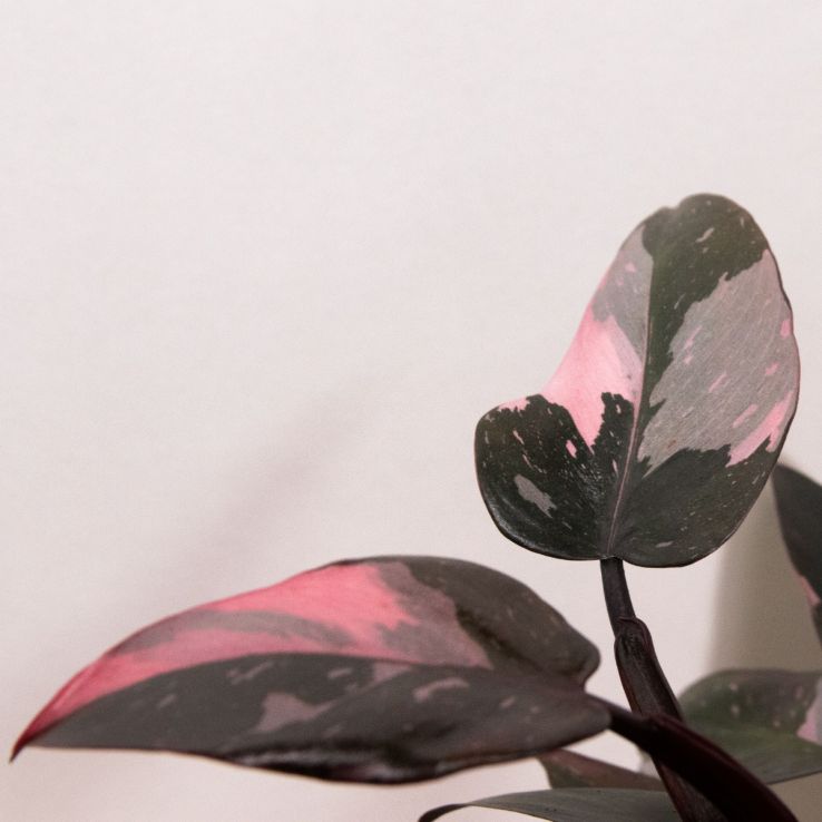 Philodendron Pink Princess