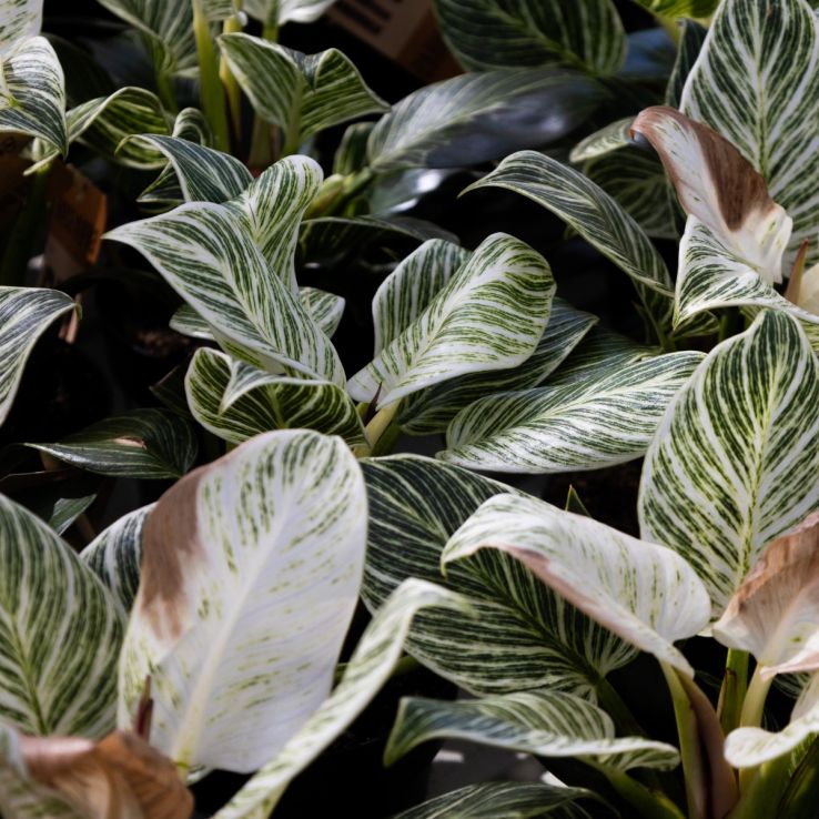Philodendron White Wave - Birkin Plant - 35cm