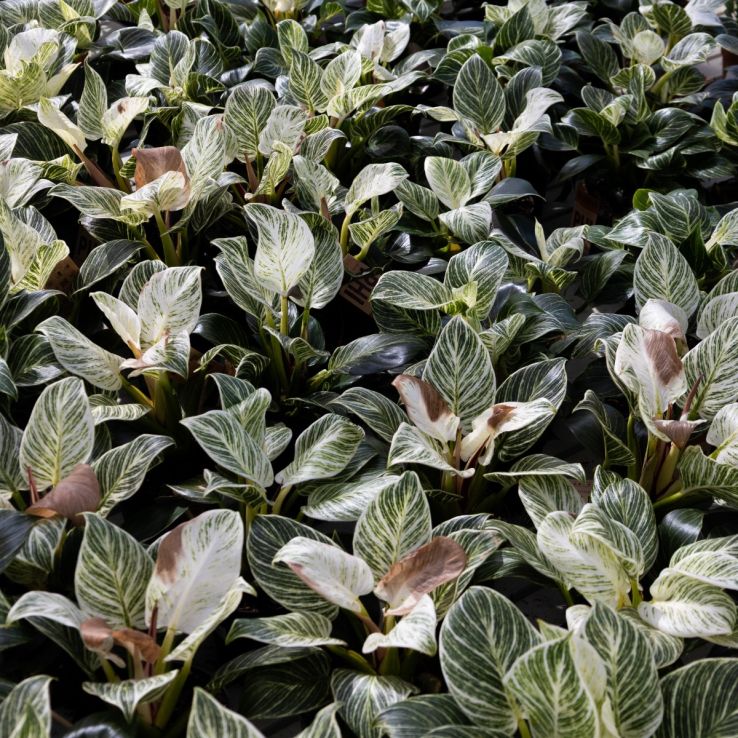 orange princess philodendron Philodendron Orange Princess – Okanoka