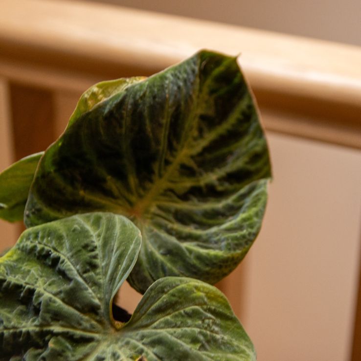 Philodendron verrucosum Incensi