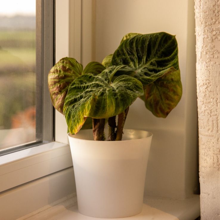 Philodendron verrucosum Incensi