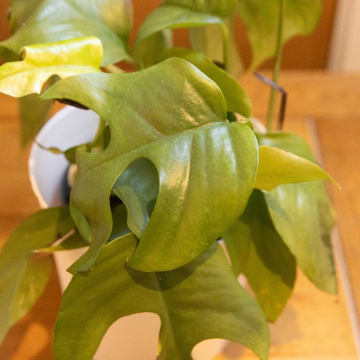 Rhaphidophora tetrasperma - Monstera Minima - Mini Monstera