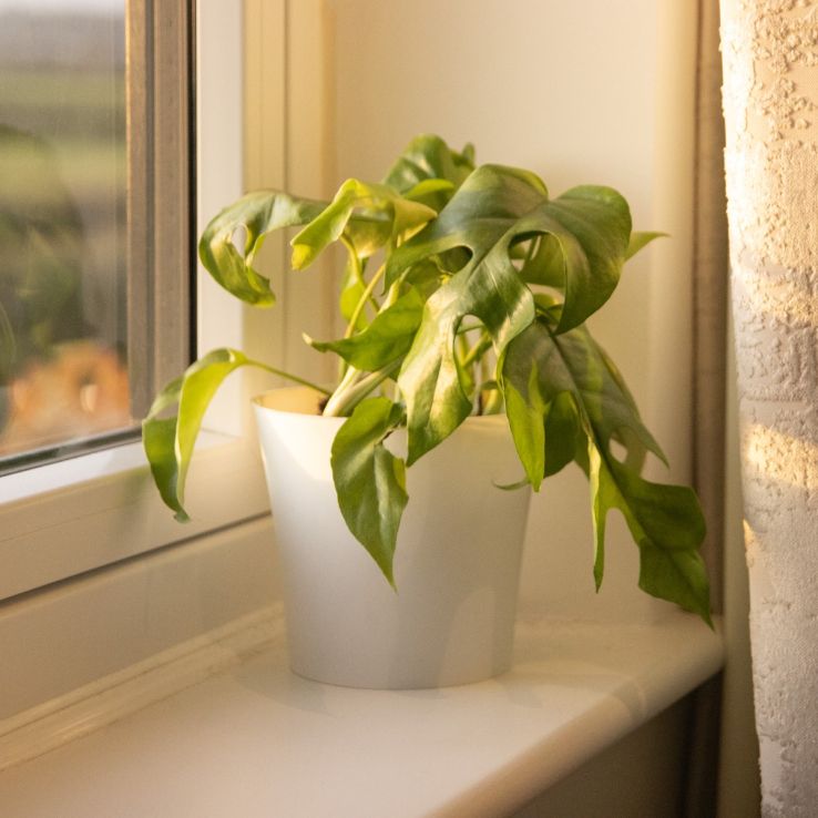 Rhaphidophora tetrasperma - Monstera Minima - Mini Monstera main product photo