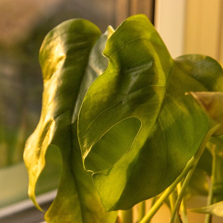 Rhaphidophora tetrasperma - Monstera Minima - Mini Monstera