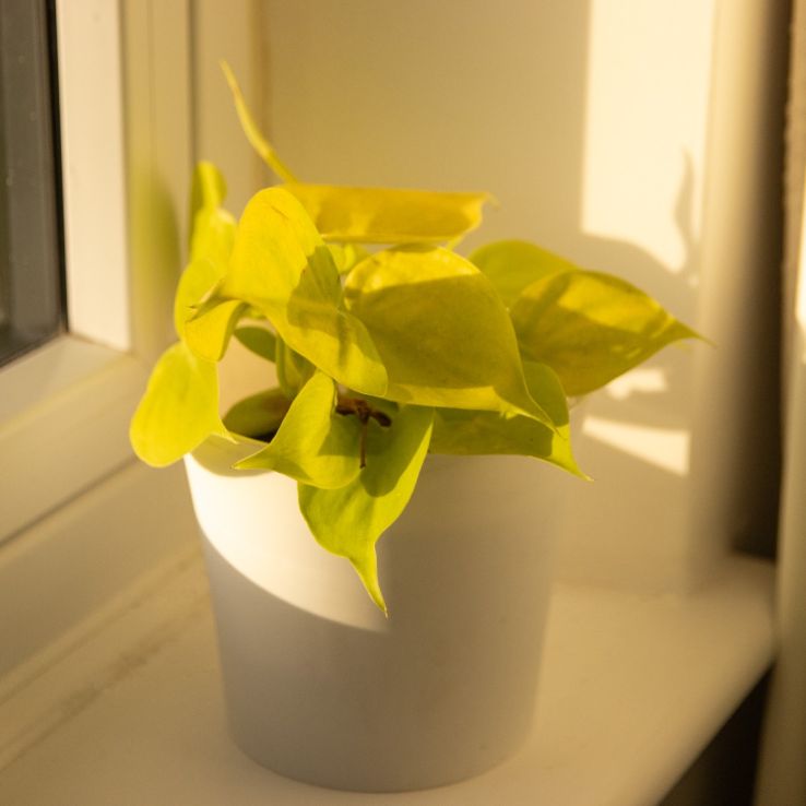 Philodendron scandens Lemon Lime
