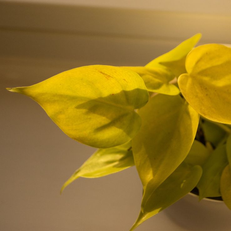 Philodendron scandens Lemon Lime