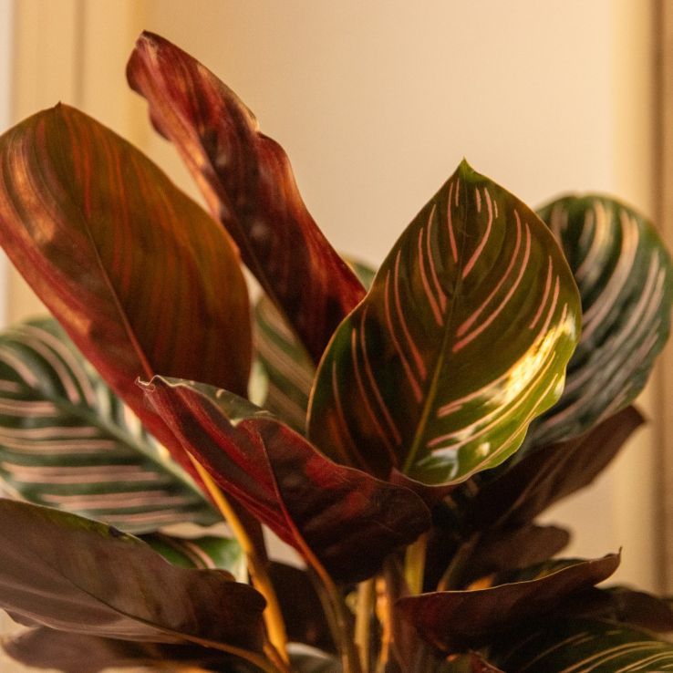 Calathea Sanderiana