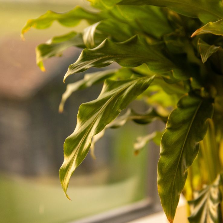 Calathea Rufibarba Green