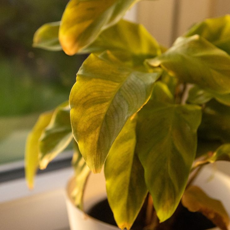 Calathea Fusion Yellow - Rare Houseplant