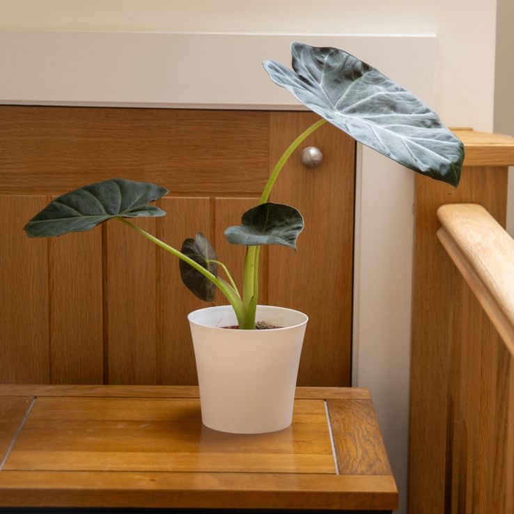 Alocasia Regal Shields - Elephant Ears main product photo